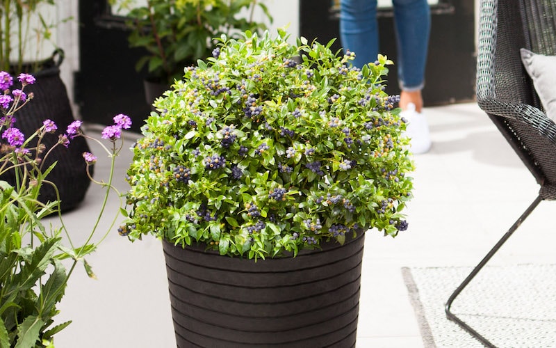 Blueberry ‘Berry Bux’ in a black container from Suttons