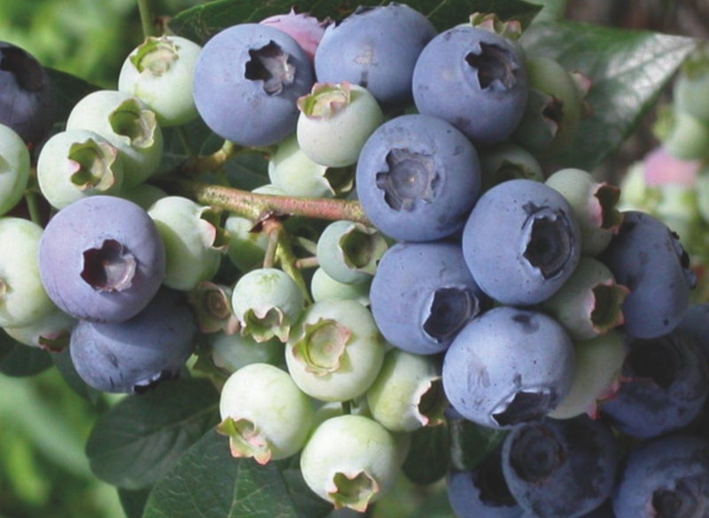 Ripe and unripe blueberry berries from Suttons