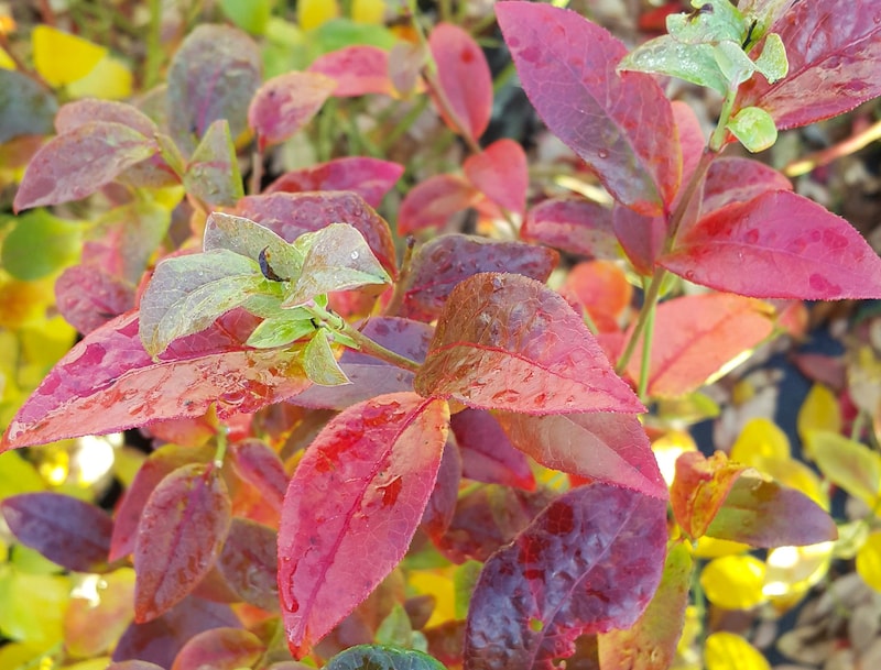 Russet coloured Blueberry ‘Spartan’ leaves from Suttons