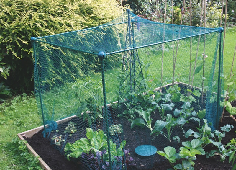 Butterfly protection cage from Suttons