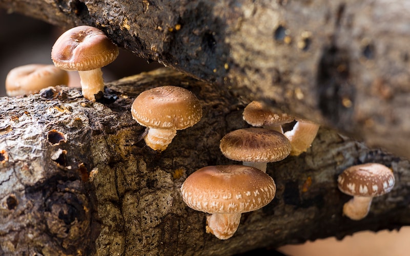 Mushroom plugs growing on log
