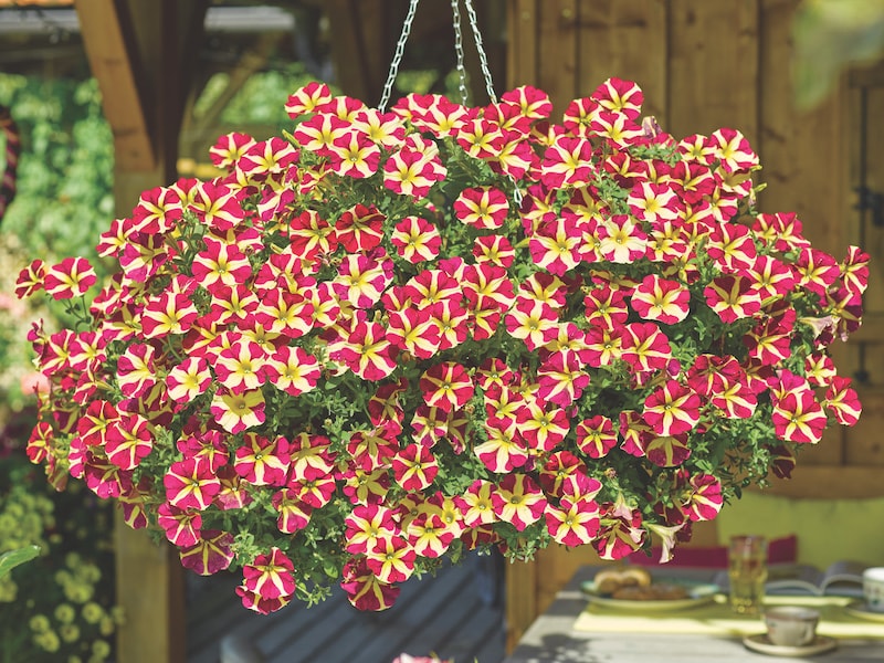 Petunia ‘Amore Queen of Hearts’ from Suttons