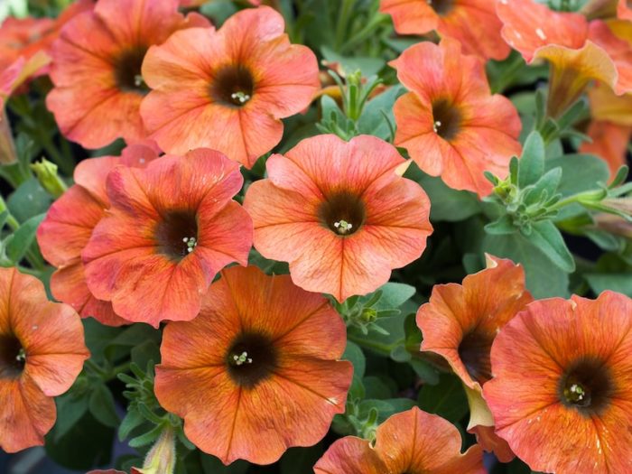 Best expert advice on growing petunias - Suttons Gardening Grow How