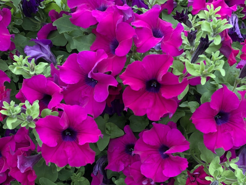 Petunia Plants ‘Surfinia Purple’ from Suttons