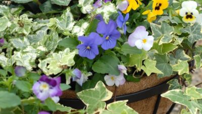 How to choose the best hanging basket