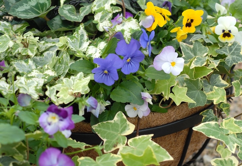 Closeup of purple, yellow and green hanging basket flowers