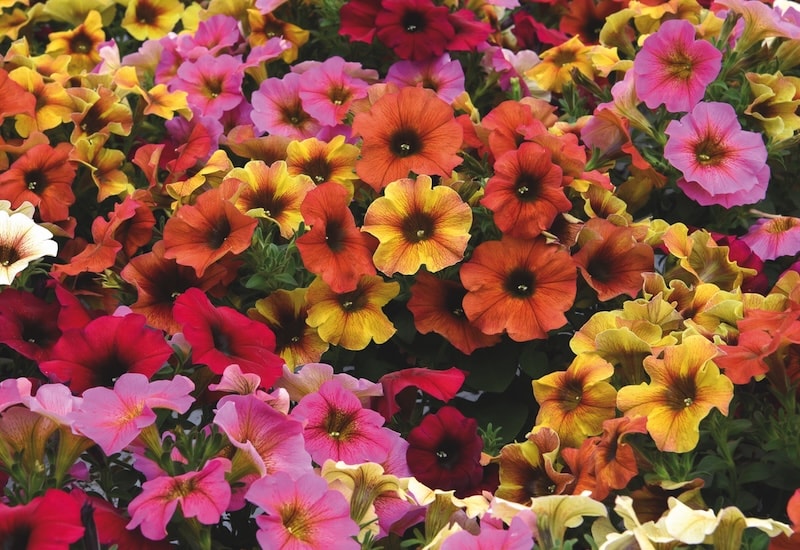 Petchoa 'Beautical' Collection from Suttons