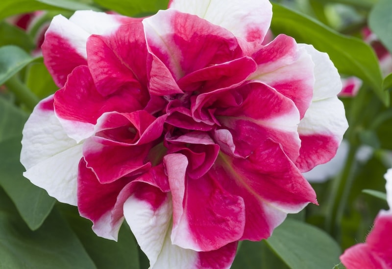 Petunia 'Tumbelina Scarlet Ripple' from Suttons