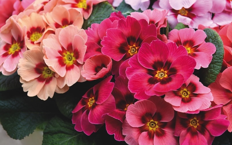 Peach and pink primroses