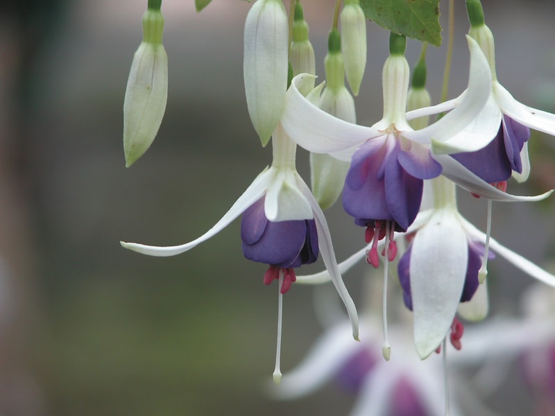 Purple and white Fuchsia 'Delta's Sarah' from Suttons