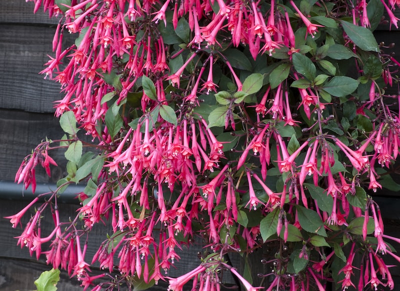 Pink fuchsia 'Eruption' hanging basket from Suttons