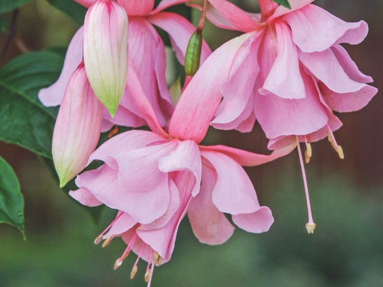 How to grow Fuchsias Suttons Gardening Grow How