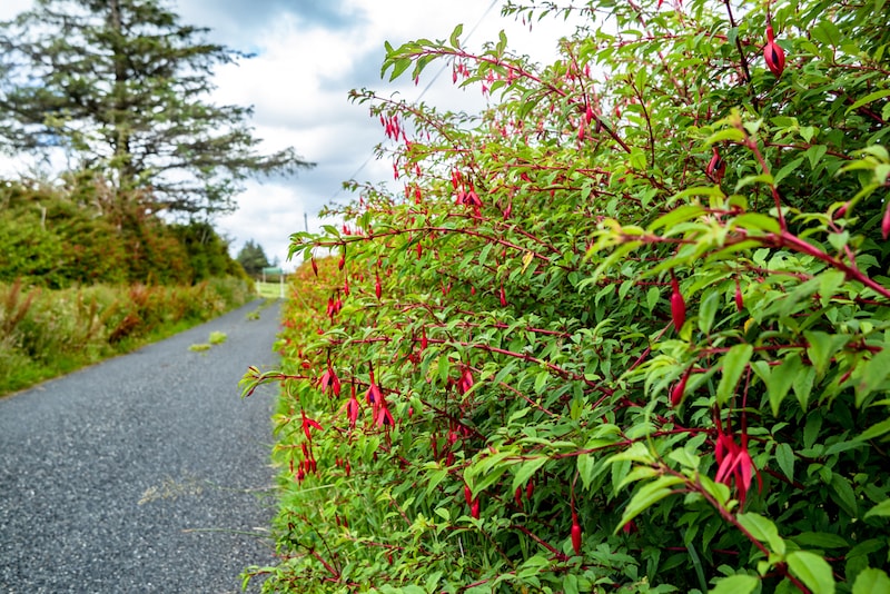 Hardy fuchsia hedging along country road