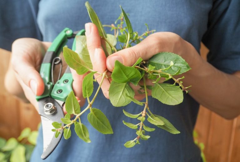 How to grow Fuchsias Suttons Gardening Grow How