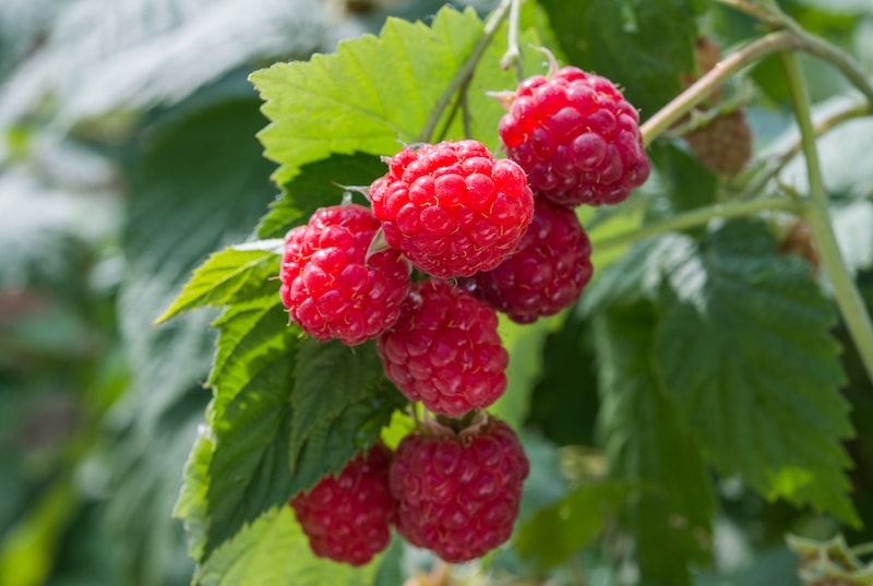 Raspberry ‘Glen Ample’ from Suttons