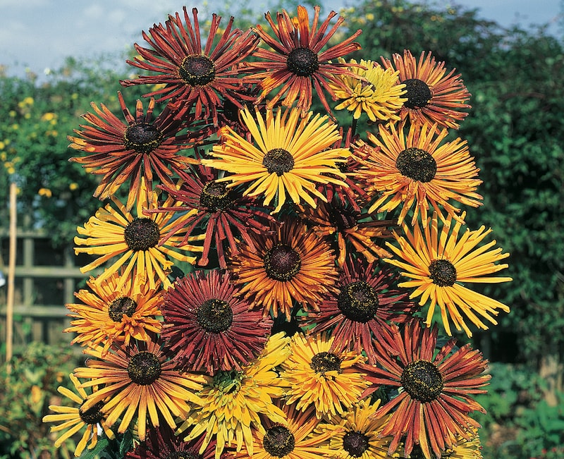 Rudbeckia Seeds ‘Chim Chiminee’ from Suttons