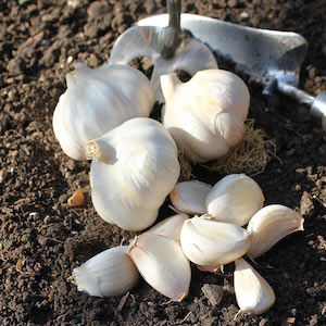 Garlic 'Carcossonne Wight' from Suttons