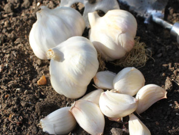 Should you let garlic flower?