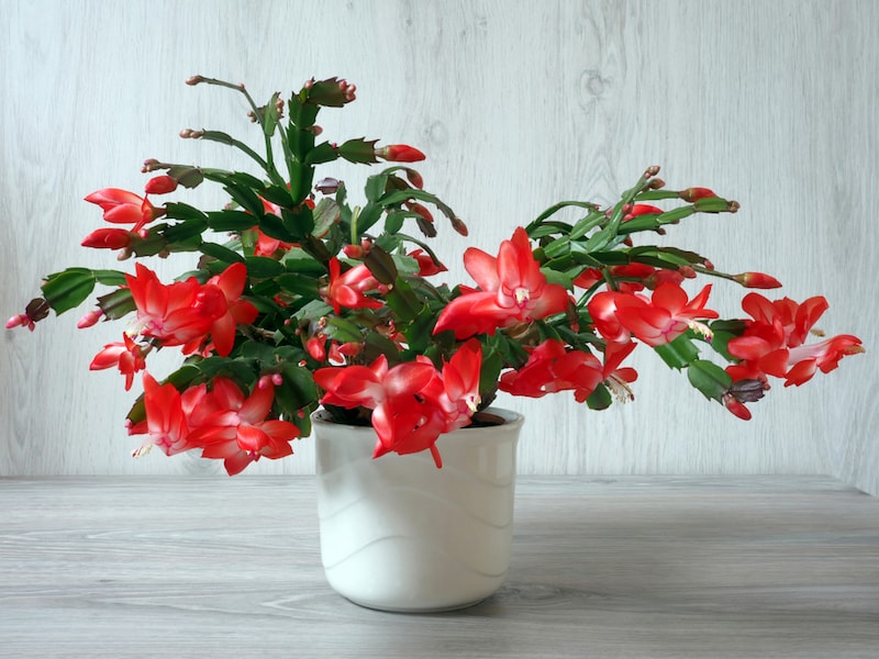 Red Christmas cactus flowering in white pot