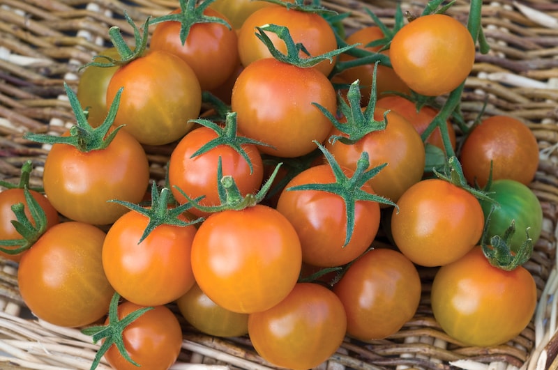 Tomato 'Sungold' in a wicker basket