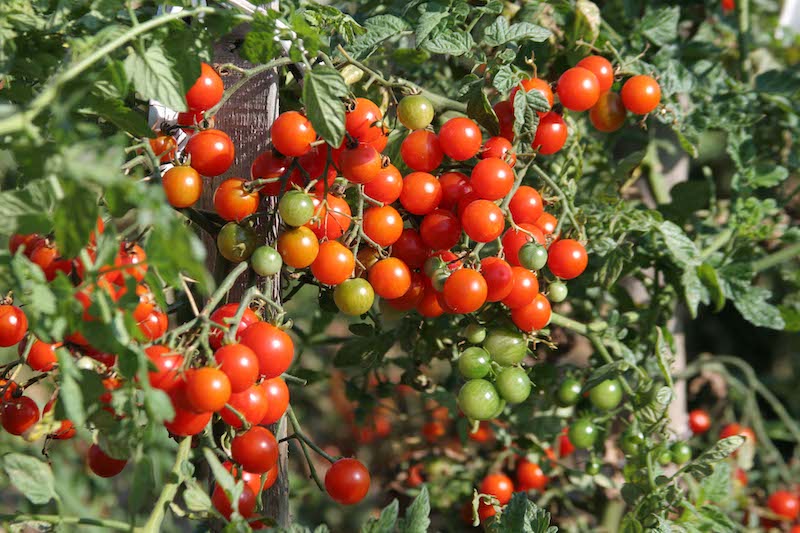 Cherry-sized tomato 'Sweet Million' from Suttons