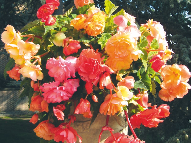 Multicoloured orange and pink blooms of Begonia tubers ‘Parisienne’ from Suttons