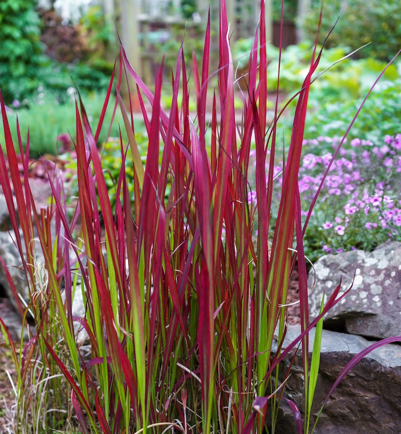 Red stems of Japanese Blood Grass ‘Red Baron’ from Suttons