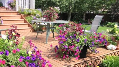 Best expert advice on growing patio plants