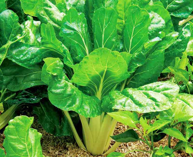 White stem of Leaf Beet Plants ‘Perpetual Spinach’ from Suttons
