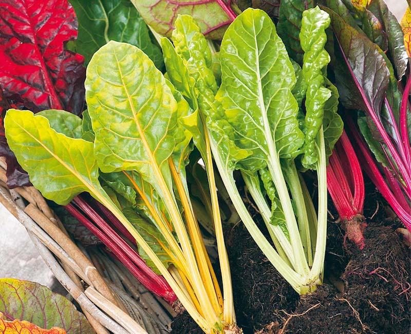 Leaves of Swiss Chard ‘Bright Lights’ in container