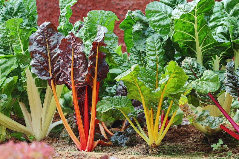 Swiss chard growing in ground