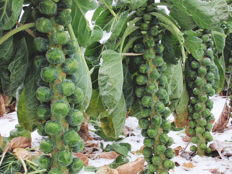 Brussels Sprout Seeds ‘F1 Brenden’ from Suttons