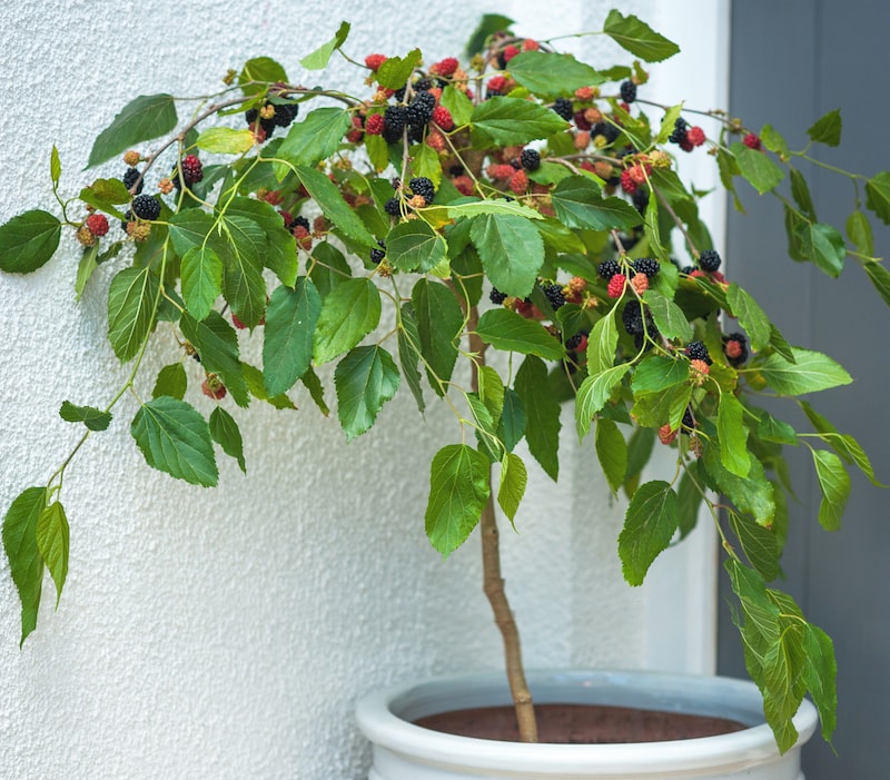Dwarf Mulberry ‘Charlotte Russe’ Standard from Suttons