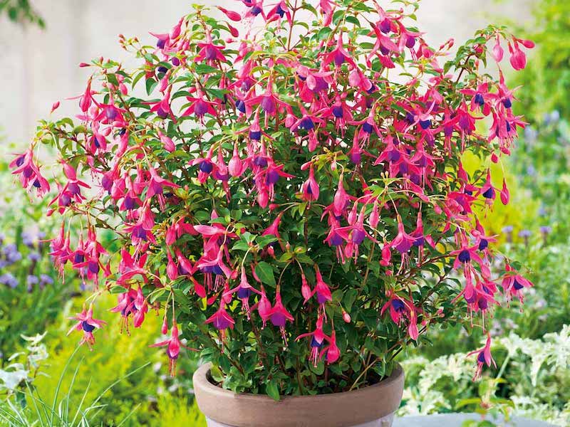 Fuchsia Plant ‘Tom Thumb’ from Suttons