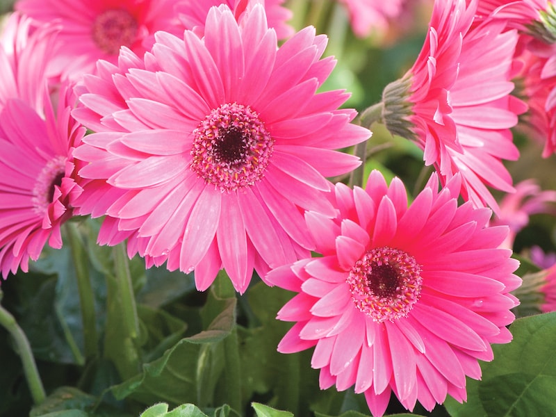 Gerbera Plant ‘Sweet Dreams’ (hardy) from Suttons