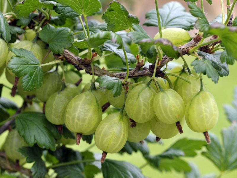 Gooseberry ‘Giggles Green’ from Suttons