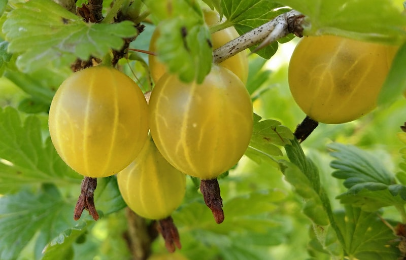 Gooseberry ‘Hinnonmaki Yellow’ from Suttons