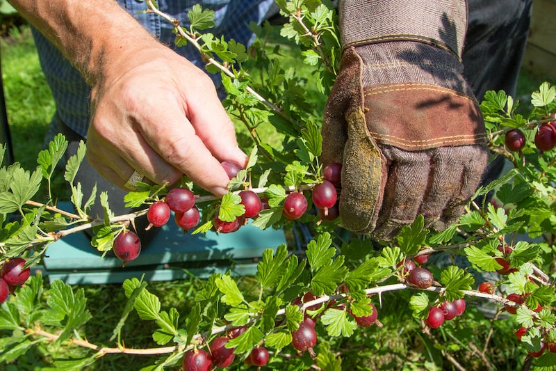 Harvesting red gooseberries from branch