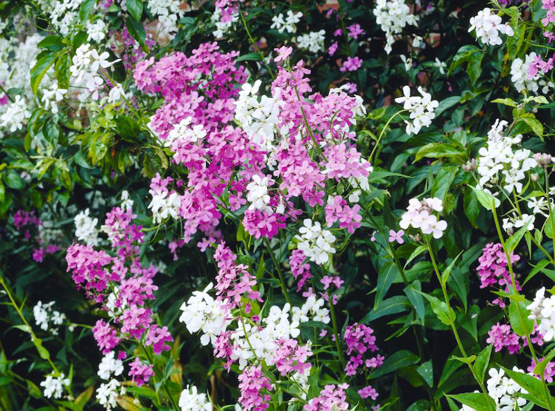 Purple and white Hesperis flowers