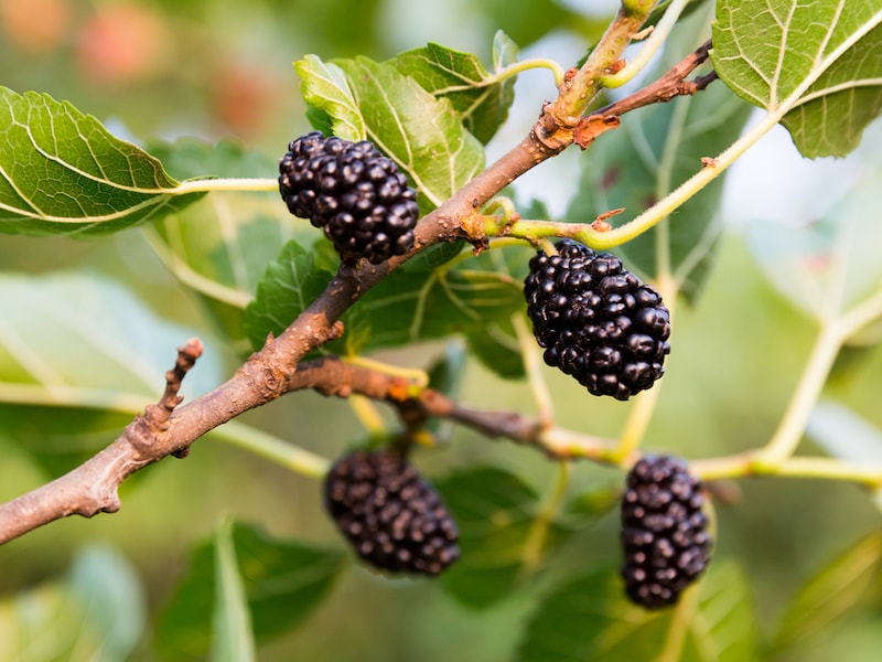 Mulberry fruit on branches