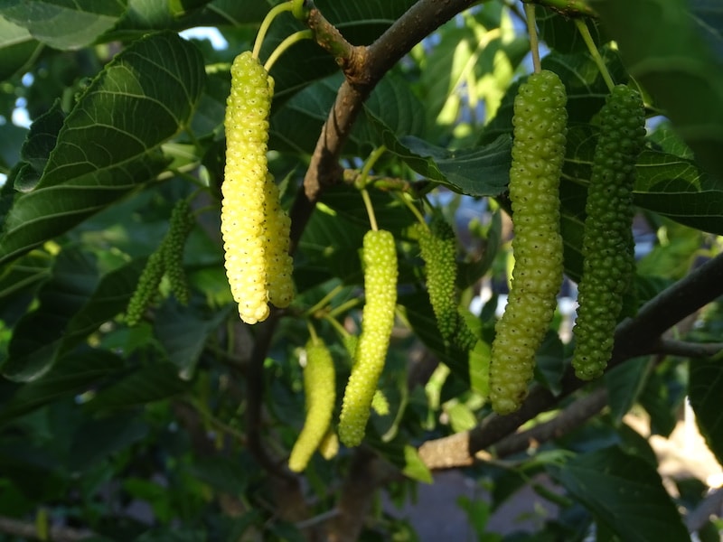 Mulberry ‘King White’ from Suttons 