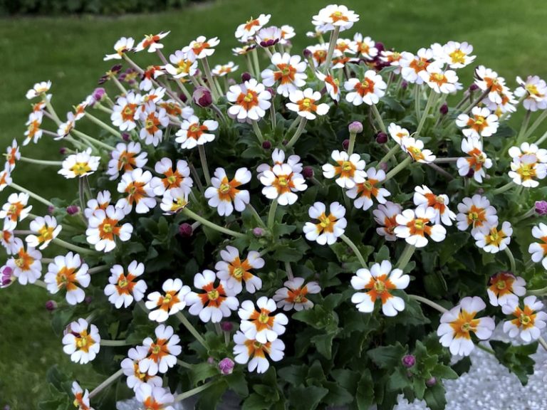 Five of the best nightscented plants Suttons Gardening Grow How