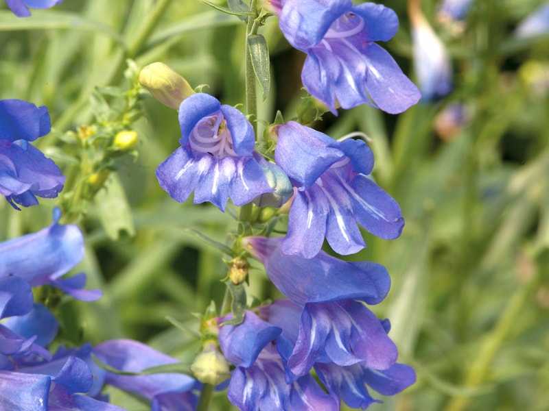 Penstemon Plant ‘Electric Blue’ from Suttons