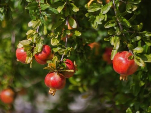 How to grow pomegranates - Suttons Gardening Grow How