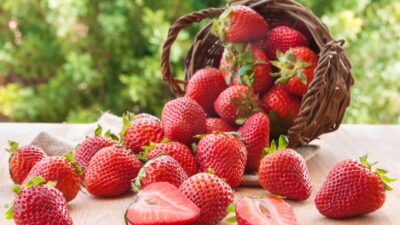 Best expert advice on growing strawberries