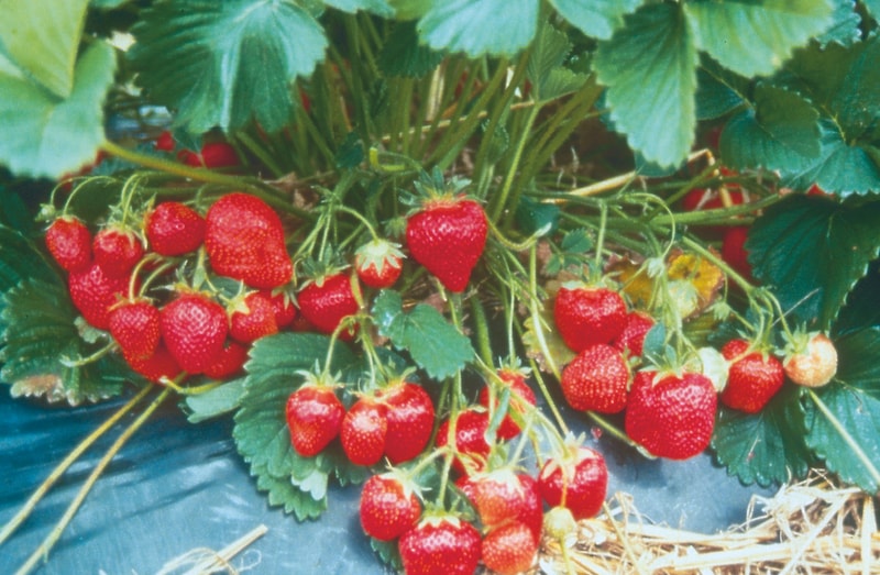 Strawberry Plants ‘Marshmello’ from Suttons