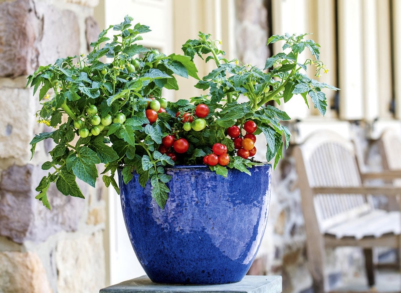 Tomato 'Veranda Red' in a blue pot from Suttons