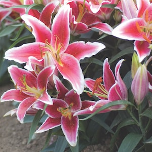 'Lily Dazzler from Suttons Seeds