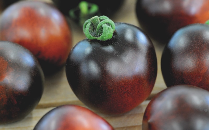 Closeup of individual tomato fruit of The Black Tomato Indigo Rose