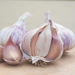 Garlic Bulbs - Germidour from Suttons